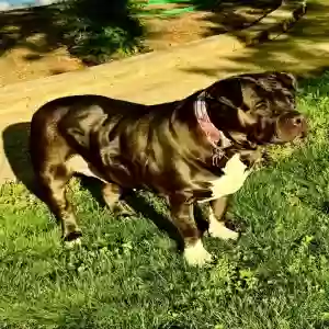 adoptable Dog in Woodstock, GA named Mia